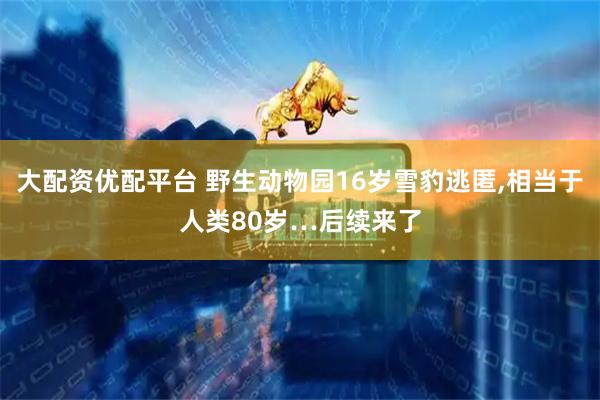 大配资优配平台 野生动物园16岁雪豹逃匿,相当于人类80岁…后续来了